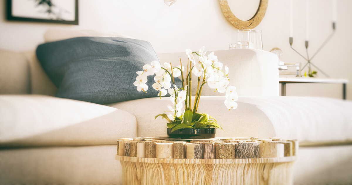 Rempoter une orchidée : les bons réflexes