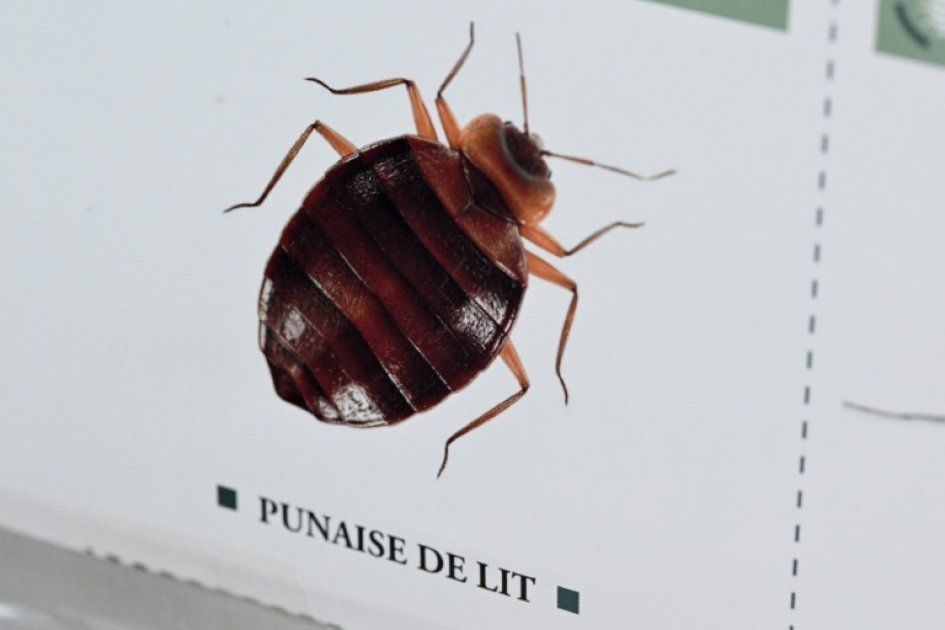 Des morts liées à un insecticide interdit : la lutte contre les punaises de lit prend une tournure mortelle