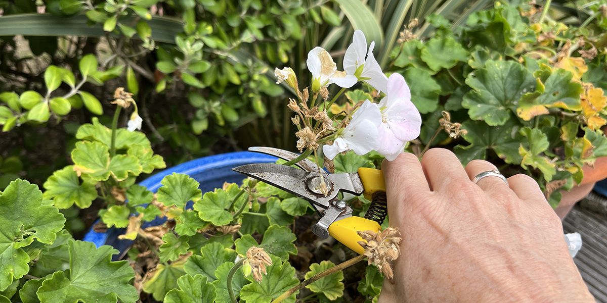 Quand et pourquoi couper les fleurs de géranium après floraison ?