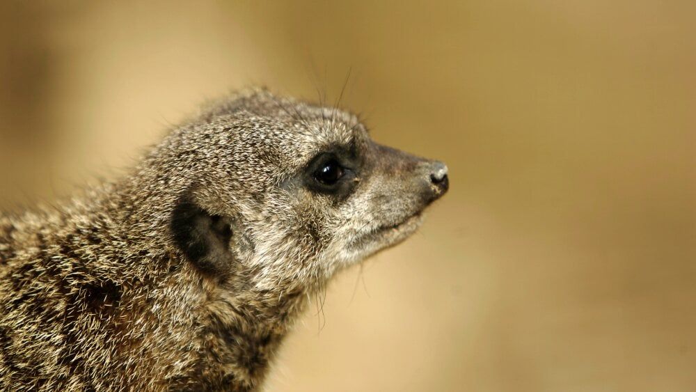 la surprenante histoire de suri, la suricate sauvée dans les rues de carpentras