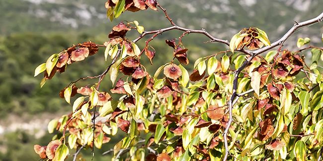 Paliure (Paliurus spina-christi), épine du Christ