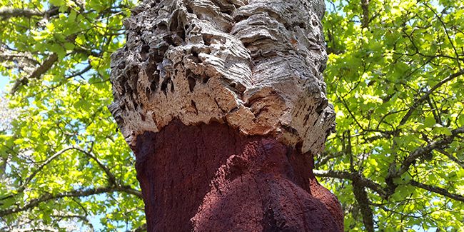 À la découverte du chêne-liège, cet arbre emblématique du bassin méditerranéen