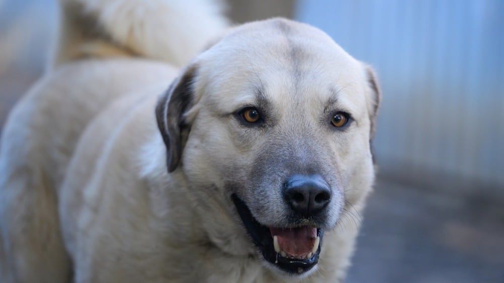 Achille, le géant au cœur tendre, recherche une famille au refuge de Manosque