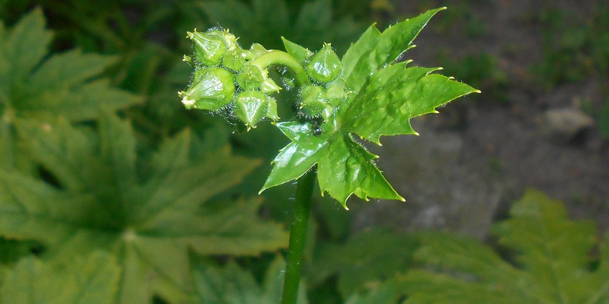 Plantez le peltoboykinie de Watanabé pour un jardin à l'ombre éclatante