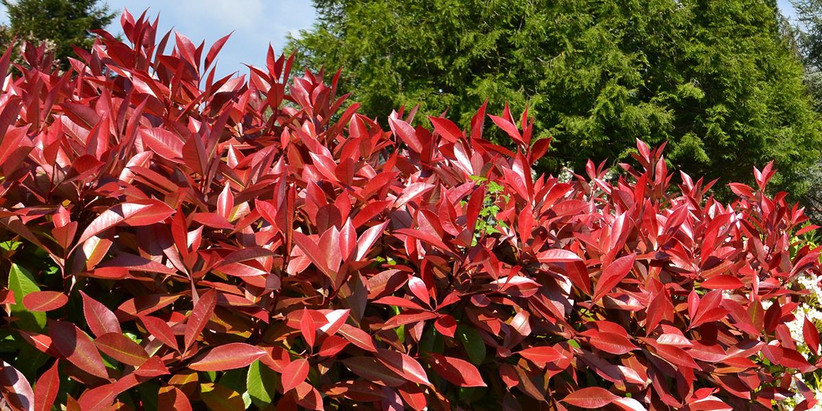 Les secrets d'une taille réussie pour votre haie de photinia