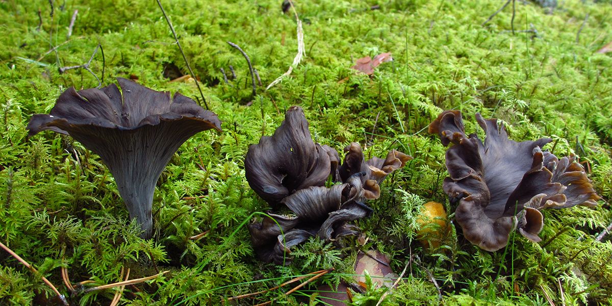 À la découverte de la trompette de la mort : un trésor culinaire à vos pieds