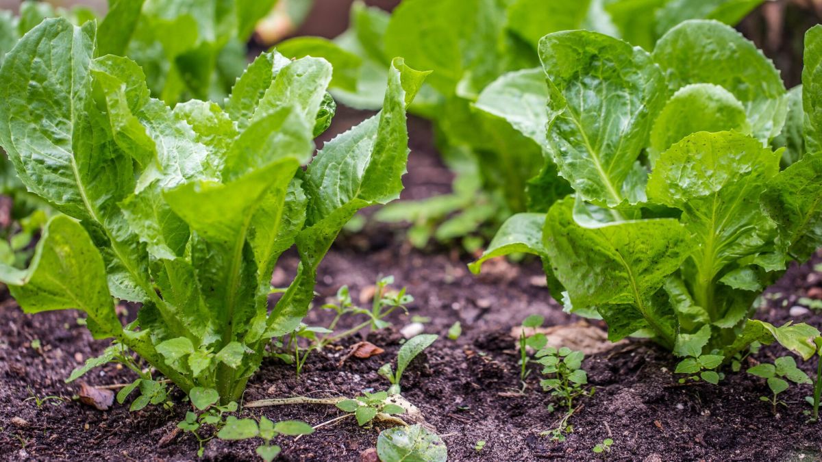 Semer des endives en godet : tout ce qu'il faut savoir