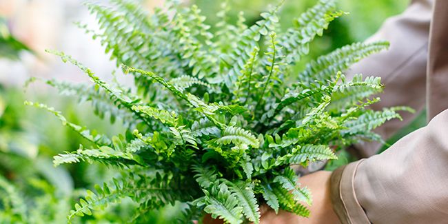 La fougère d'intérieur : une touche de verdure luxuriante à adopter