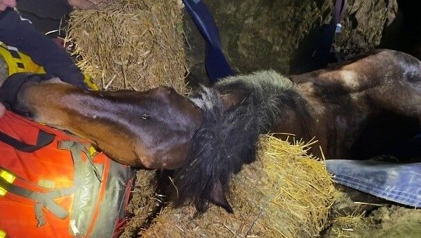 Quand les pompiers sauvent des vies animales : récits d'actions courageuses