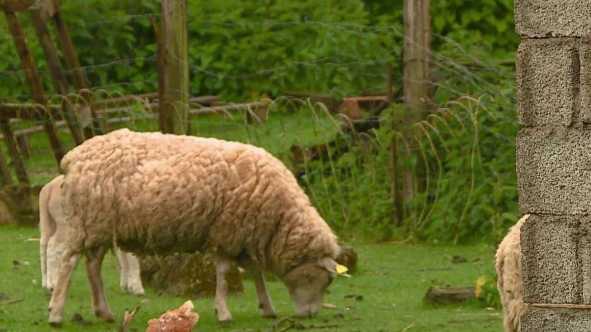 Territoire de Belfort : un maire inscrit des moutons à l'école de sa commune pour protester contre la fermeture de classes