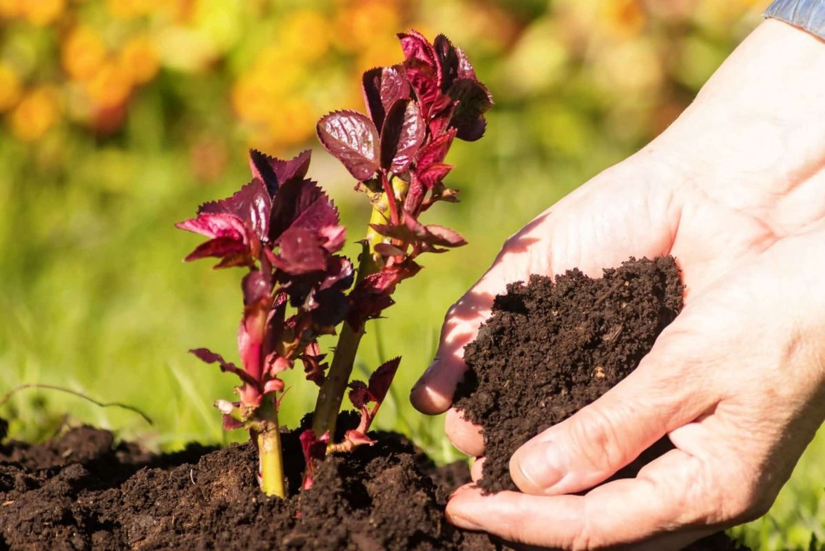 Le secret des jardiniers pour des rosiers éclatants avec un engrais naturel