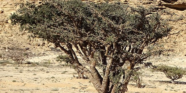L'arbre à encens : un trésor naturel aux vertus anti-inflammatoires