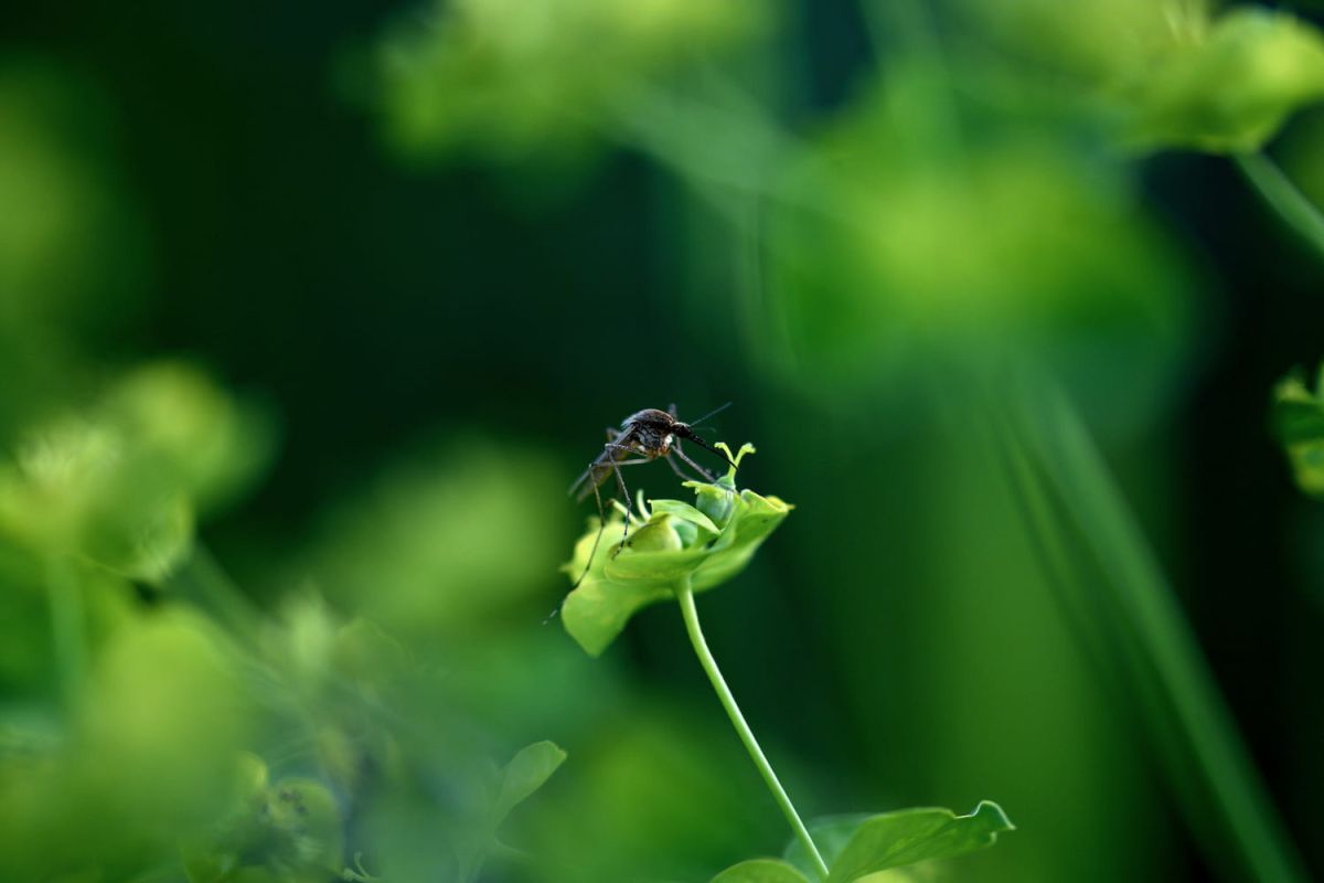 L'été tranquille : plantez cette variété que les moustiques fuient