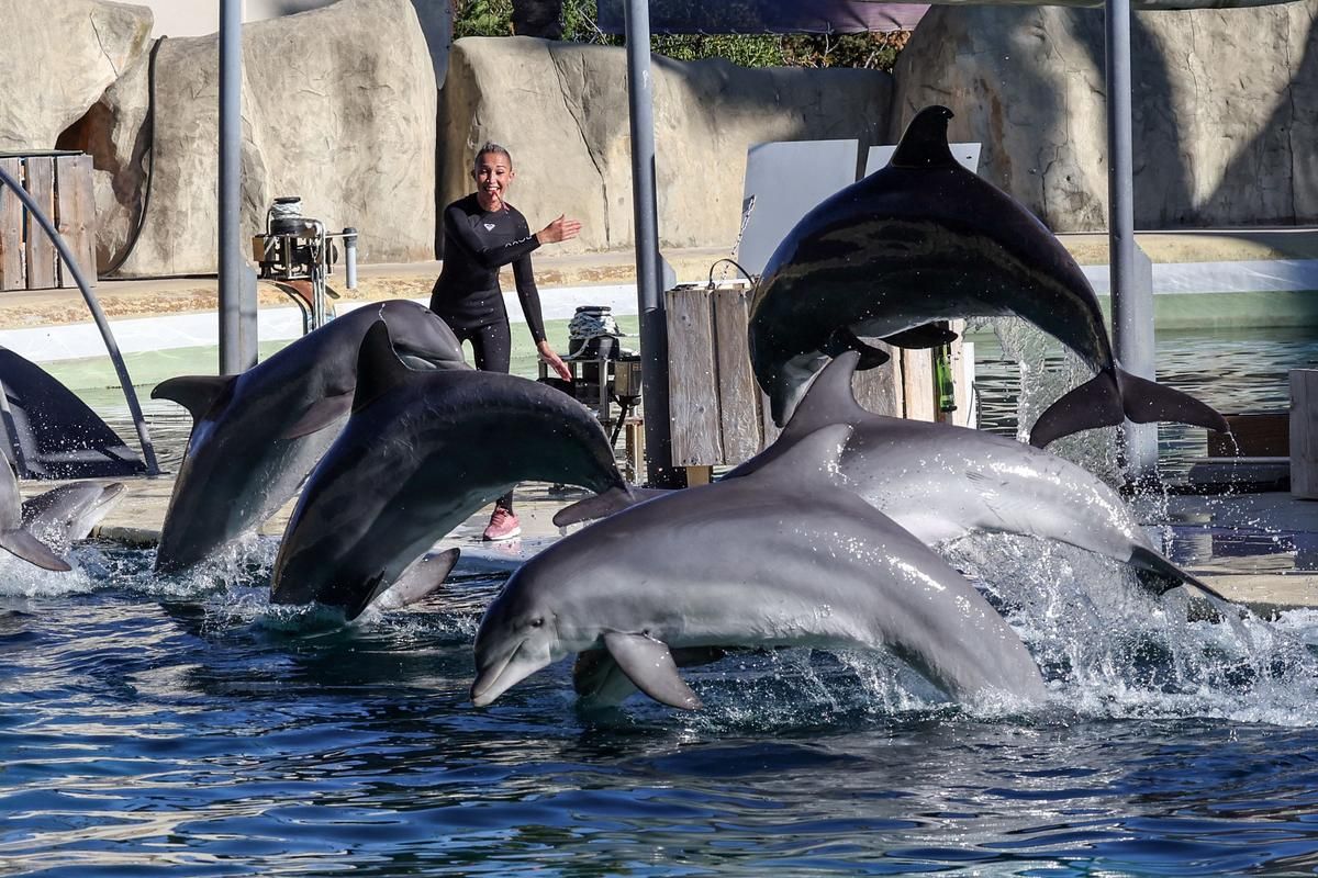 La polémique des orques de Marineland : vers un transfert en Espagne ?