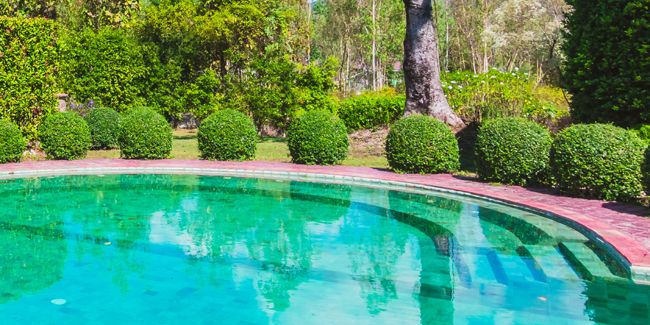 Lutter contre les algues moutarde : guide complet pour votre piscine
