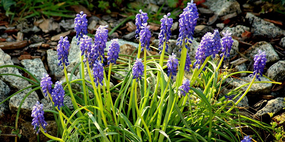 À la découverte du muscari, la jacinthe à grappes colorée