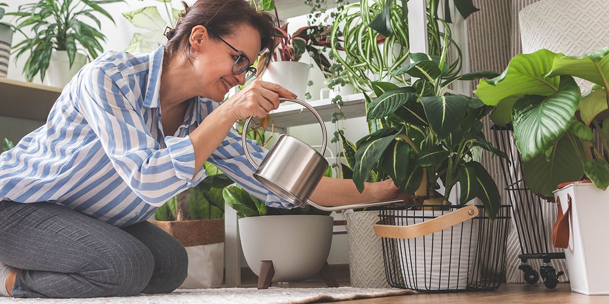 Des astuces d'arrosage pour des plantes d'intérieur toujours rayonnantes