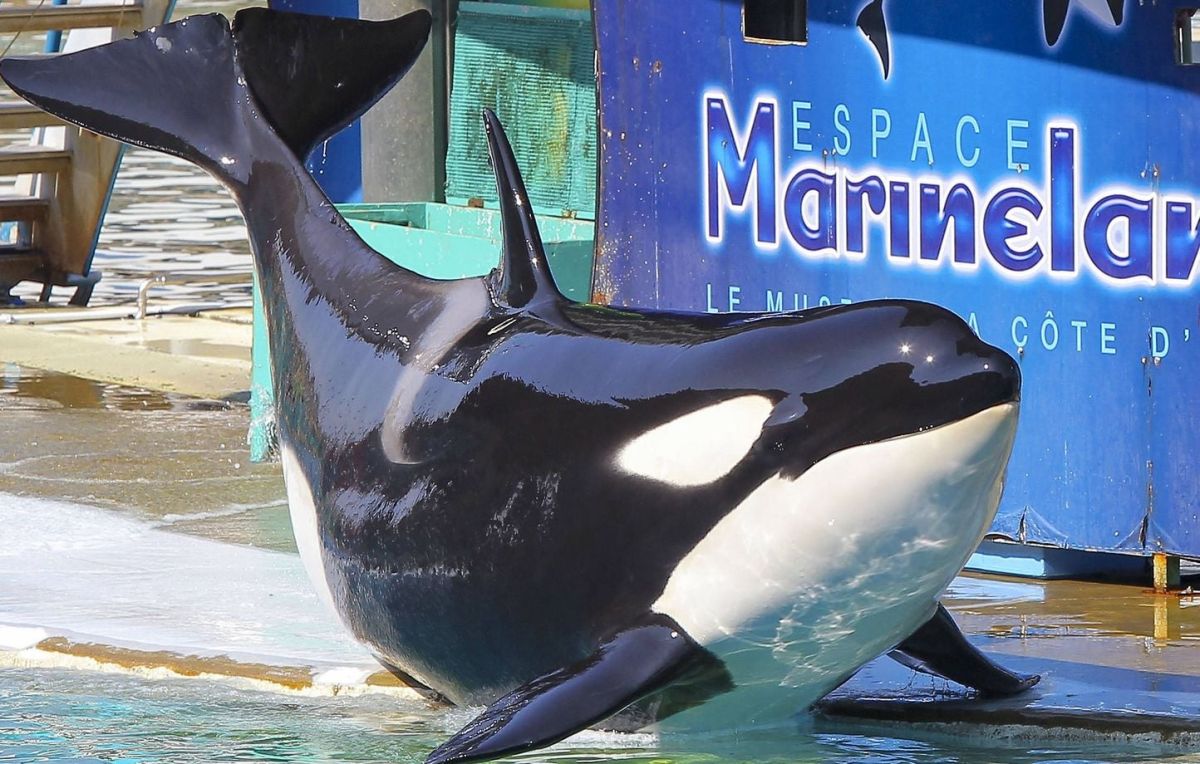 Marineland : la France se mobilise pour le transfert urgent des orques d'Antibes