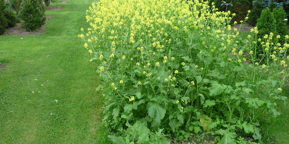 Les bienfaits des engrais verts pour un jardin écoresponsable
