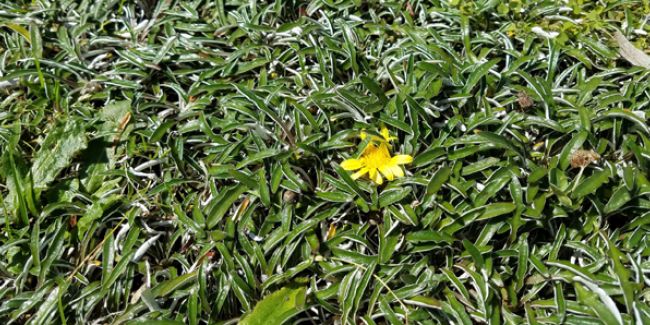 Dymondia : un couvre-sol à la beauté méditerranéenne