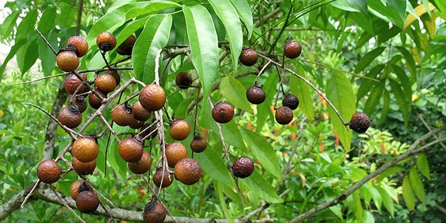 Démystification de l'arbre à savon (Sapindus saponaria)