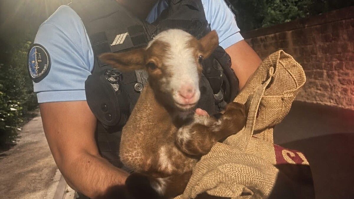 Un agneau trouve refuge dans une cellule des gendarmes du Vaucluse