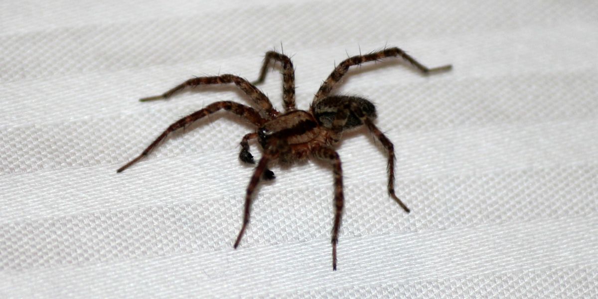 Astuces pour vous débarrasser des nids d'araignées sans stress