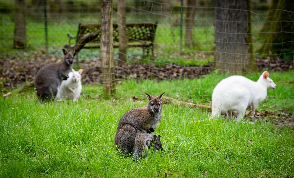 Landes : un gérant de parc animalier face à la justice pour la noyade d'un wallaby