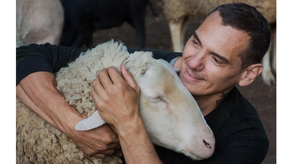 Le sanctuaire de Prissac reprend des couleurs : quatorze brebis retrouvées après une fugue