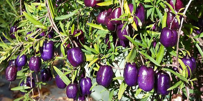 À la découverte de la pomme bleue d'Australie, un délice à cultiver