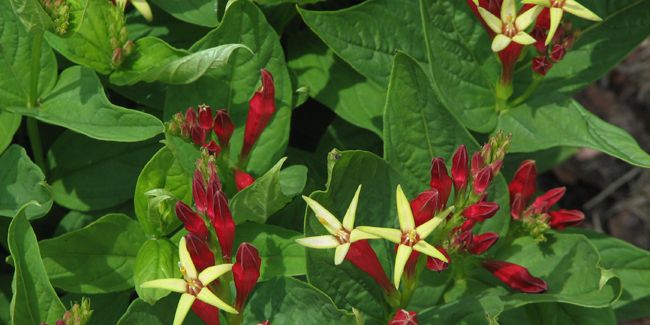 Spigélie : une merveille aux fleurs flamboyantes
