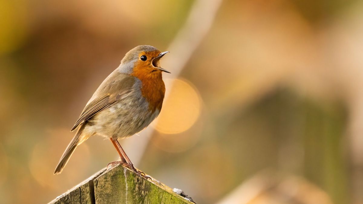 Êtes-vous incollable sur le chant des oiseaux ? Testez vos connaissances avec ce quiz !