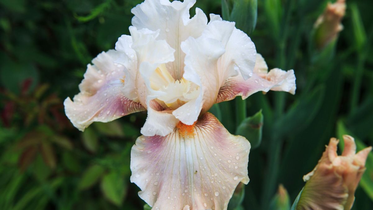 L'iris, la beauté intemporelle des jardins