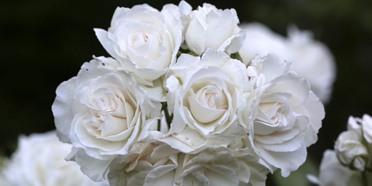 Les roses blanches remarquables à découvrir au château du Rivau