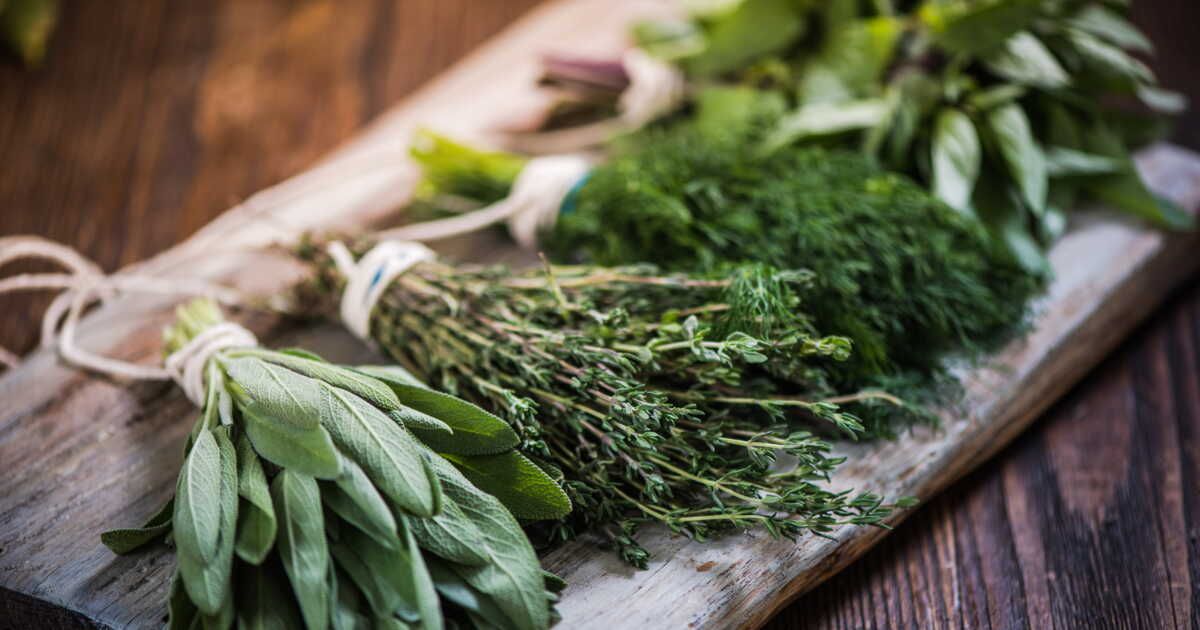 quelles plantes aromatiques craignent le froid