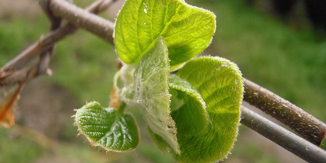 Cultiver des kiwis à la maison : le guide du bouturage