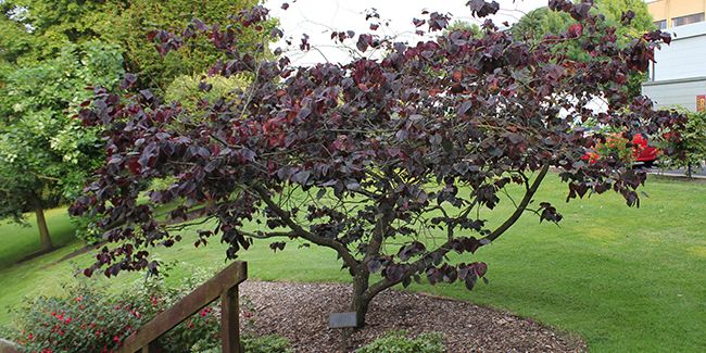 Le gainier du Canada : un arbre à feuilles pourpres captivantes