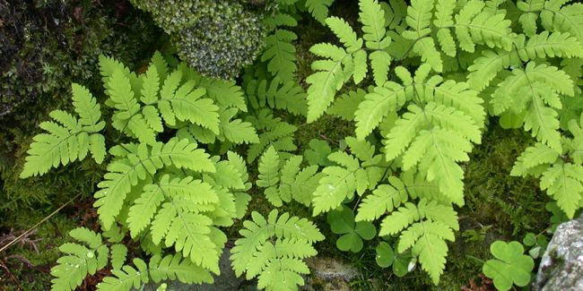 À la découverte du polypode du chêne (Gymnocarpium dryopteris)