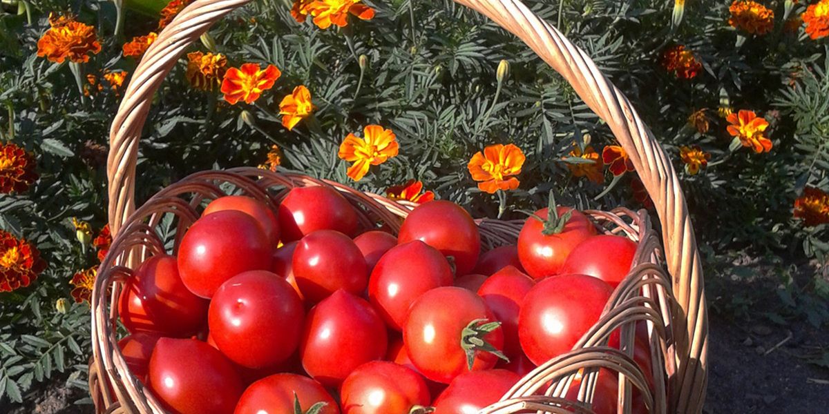 Cultiver des tomates épanouies grâce à des compagnons de choix