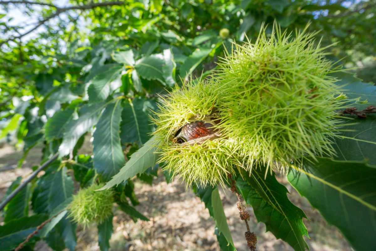 Châtaignier : l'art de cultiver cet arbre au trésor gustatif
