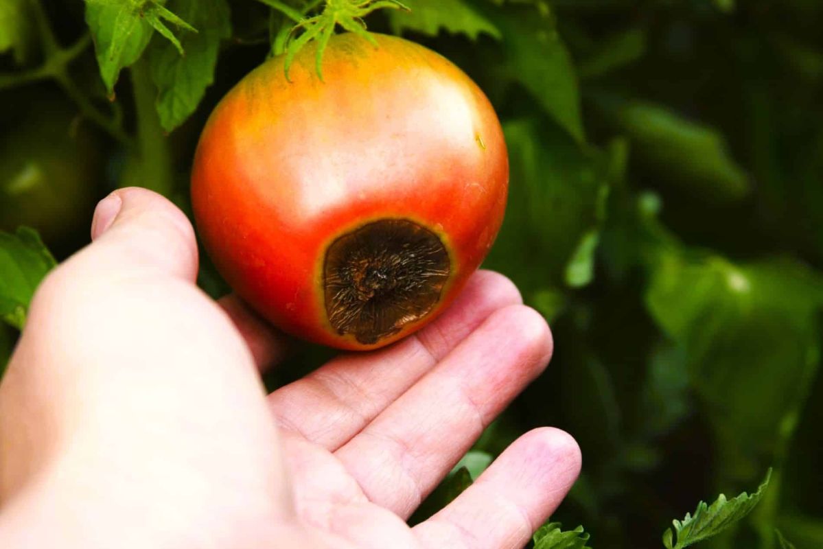 Un ingrédient miracle pour sauver vos tomates du mildiou et du cul noir