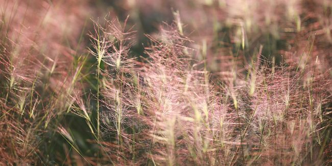 Mulhenbergia capillaris : la graminée vaporeuse au charme rose