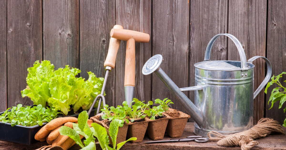 Les secrets d'un potager réussi : trouvez l'emplacement idéal