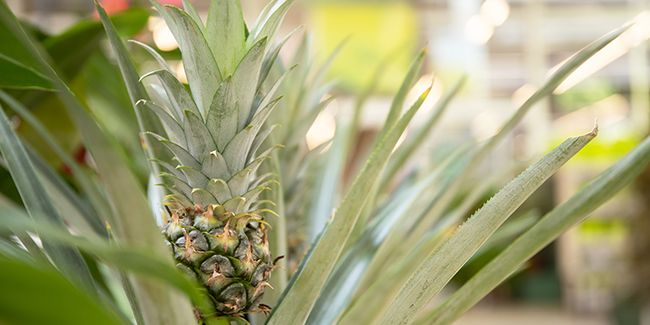 L'ananas : un voyage au cœur des tropiques
