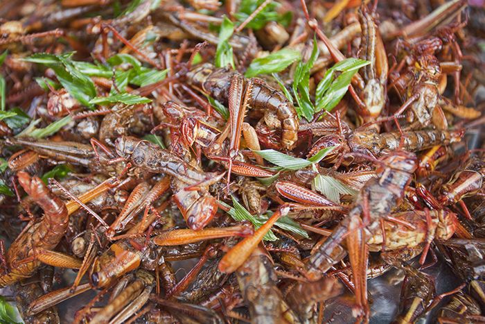 Des insectes à votre table : une tendance à découvrir