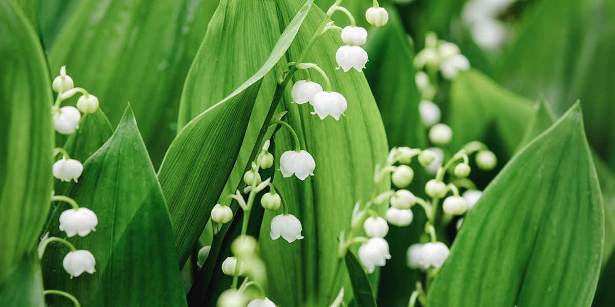 Muguet, l'emblème du 1er mai