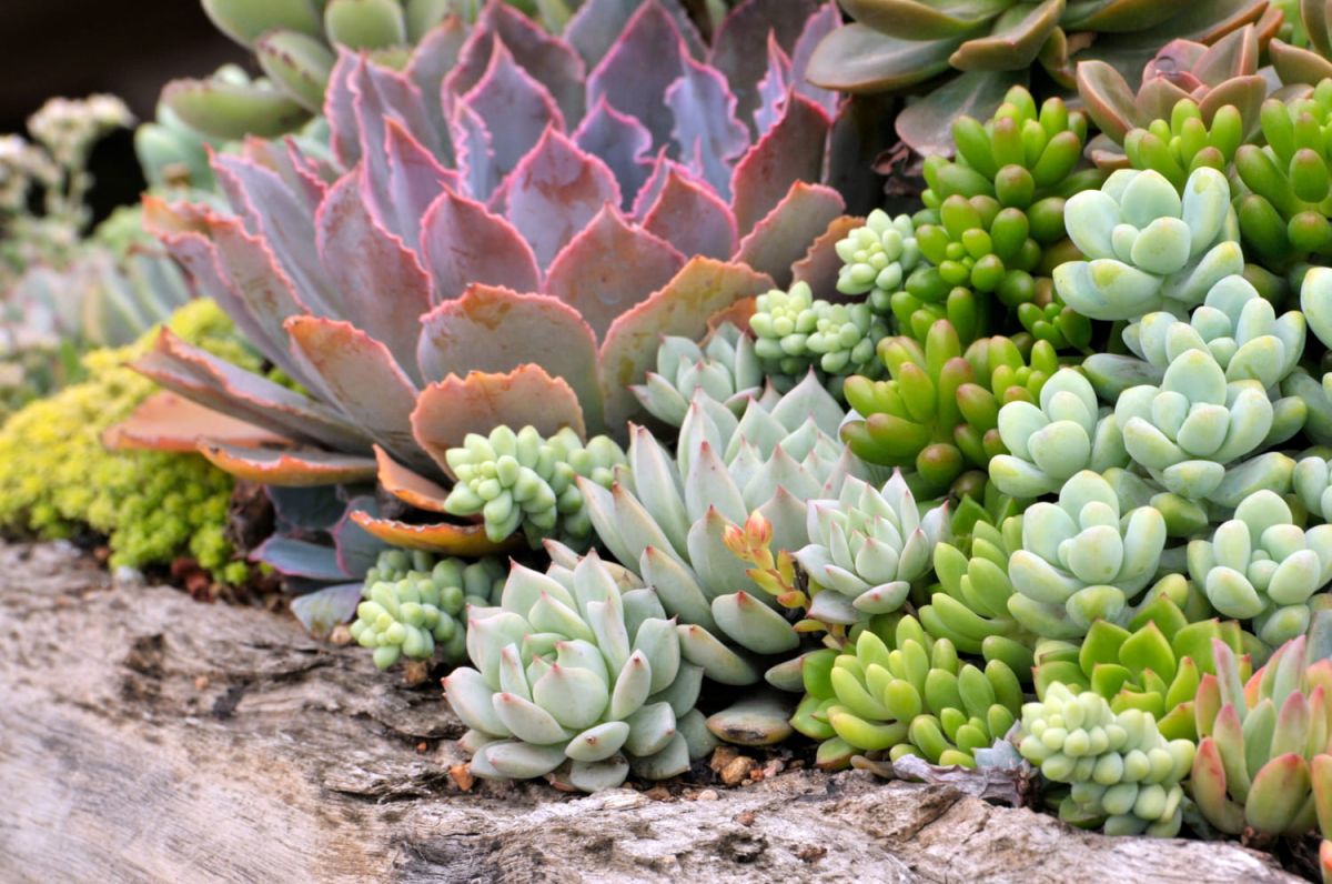 Transformez vos feuilles de succulentes en trésors de jardin