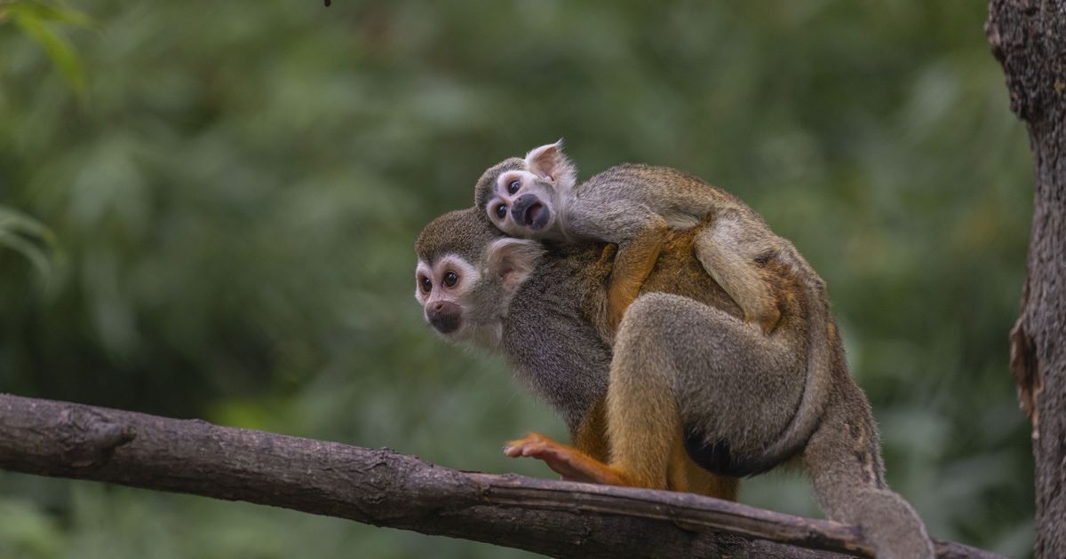 La justice s'exprime : trois voleurs de singes-écureuils condamnés à Toulon