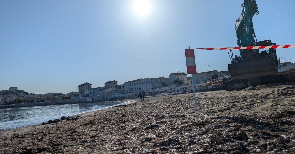 Marseille mise sur la posidonie pour protéger ses plages