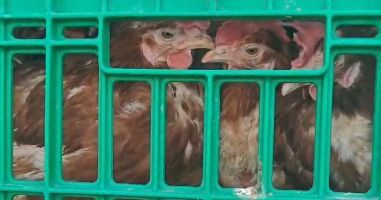 situation alarmante pour des poules immobilisées dans un camion en plein soleil à strazeele